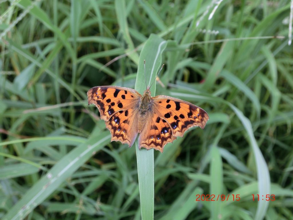 エルタテハ異常型 CIMG6387　キタテハ-1024x768.jpg